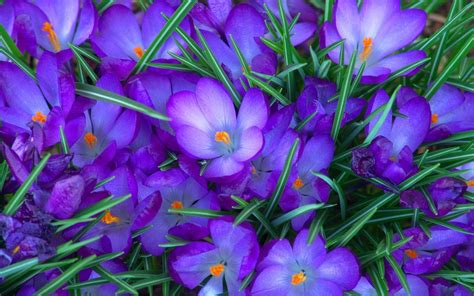 Purple Crocus Flowers Wallpapers