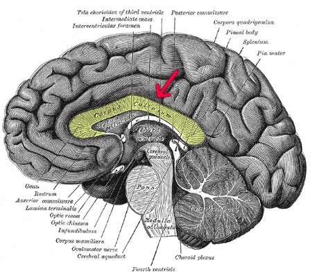 Brain Lateralization | Definition & Function - Lesson | Study.com