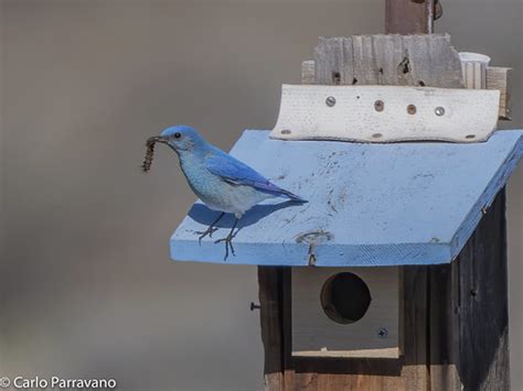 Mountain Bluebird at nest (3/4) | Sequence of four photos of… | Flickr