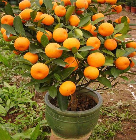 20 Mandarin Orange Tree Seeds Citrus reticulata Blanco | Etsy in 2020 ...