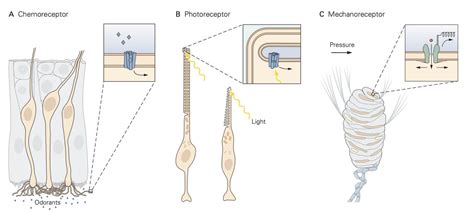 Sensory Receptors – Physiology