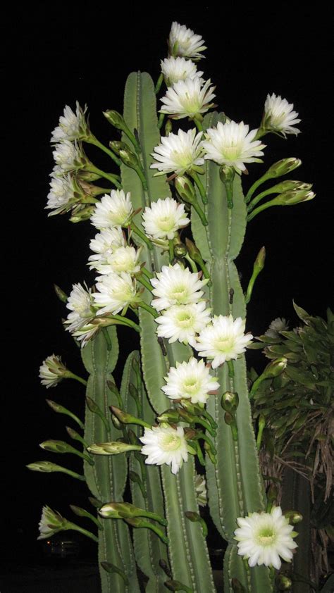 Night Blooming Cereus - Google Search Unique Plants, Pretty Plants ...