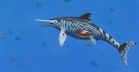 Largest Ichthyosaurus was pregnant mother | EurekAlert!