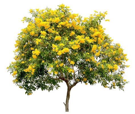 isolated tecoma stans tree, the golden yellow trumpet vine flower ...