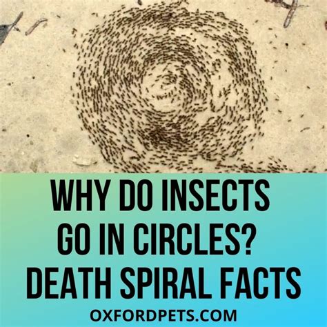 Why Do Ants Go in Circles of Death? The Death Spiral 101 Review - Oxford Pets