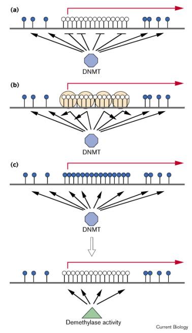 CpG islands as genomic footprints of promoters that are associated with replication origins ...