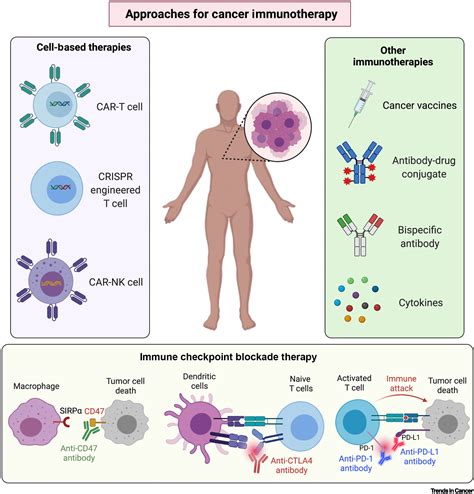 Transcriptional determinants of cancer immunotherapy response and resistance: Trends in Cancer