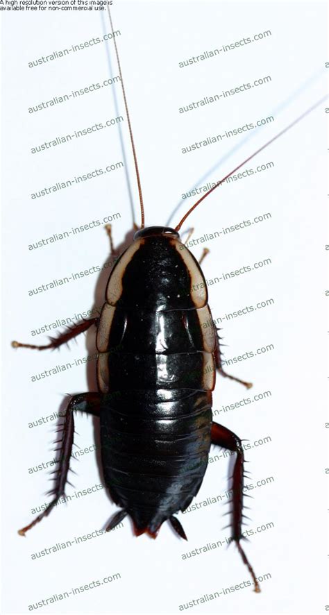 Australian Cockroach | Australian Insects Website