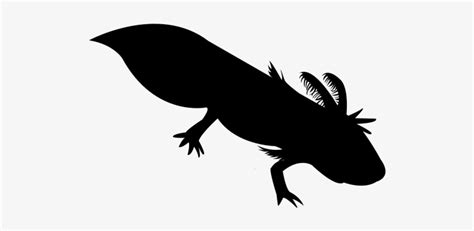 Axolotl Svg PNG Image | Transparent PNG Free Download on SeekPNG