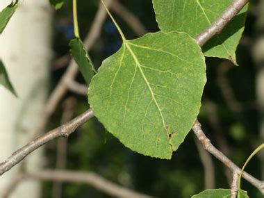 Quaking Aspen: Identification, Leaves, Bark & Habitat | Populus tremuloides