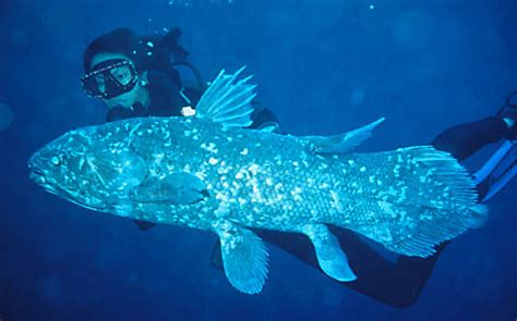 Coelacanths: Fossil Fish - An Ancient Swimmer | World Most Amazing Records