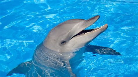 Dolphin Wallpaper HD 1080P - WallpaperSafari