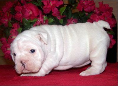 White English Bulldog puppy for Adoption