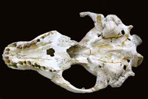 New knowledge sealed in old bones | UCT News