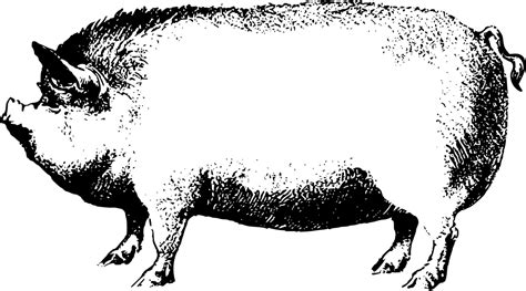 OnlineLabels Clip Art - Pig