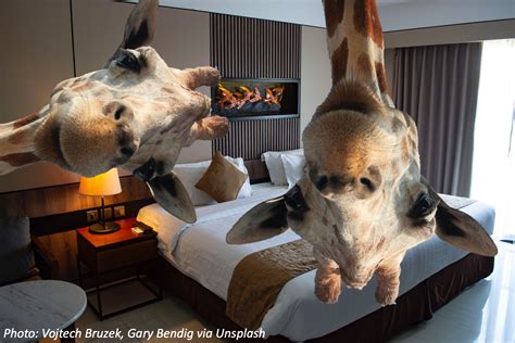 Giraffe Hotel – Bedtime Math