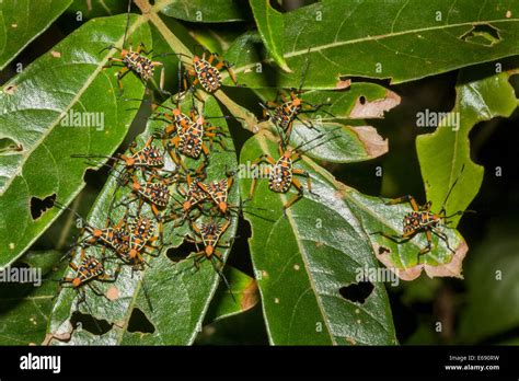 Aposematism hi-res stock photography and images - Alamy