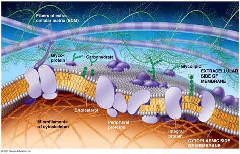 Carlos Eduardo Pinheiro: BIOQUÍMICA.4 - MEMBRANA CELULAR