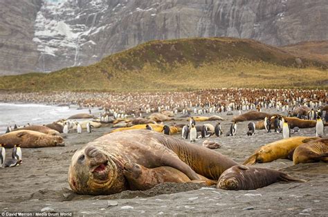 Elephant seal indulges in some petting with one of his 100 female mates | Daily Mail Online