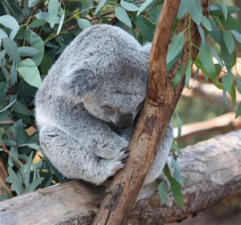 Elektratig: Sleeping Koala