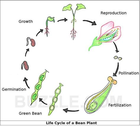 A well-illustrated article about the life cycle of a bean plant. | Life cycles, Plants science ...