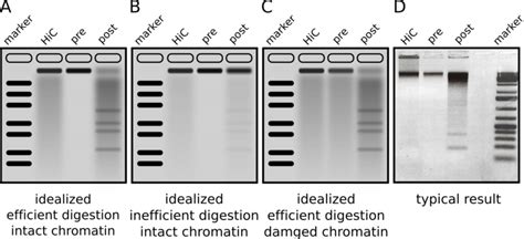 HiC quality controls. (A) Successful HiC template generation. The... | Download Scientific Diagram