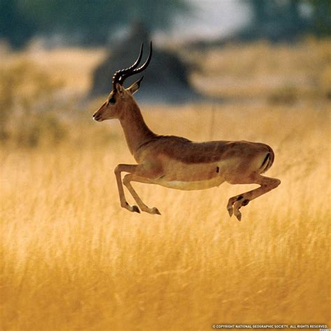 Graceful Thomson's Gazelle in Action