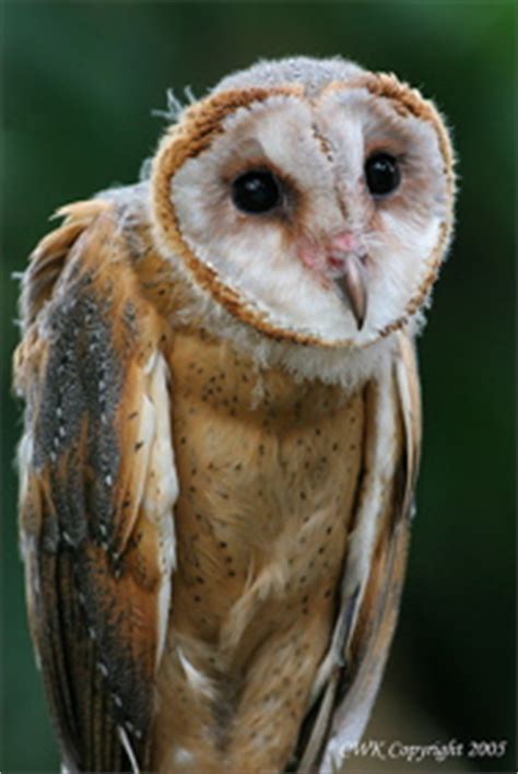 Bird Ecology Study Group, Nature Society (Singapore): Nesting of Barn Owl