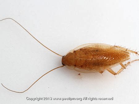 Pennsylvania wood cockroach - Alchetron, the free social encyclopedia