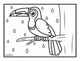 Toucan Rainforest Tukan Kolorowanki Template Dzieci Colorir  sketch template