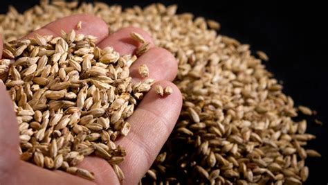 The Ultimate Guide To Malted Barley For Brewers | Spike Brewing