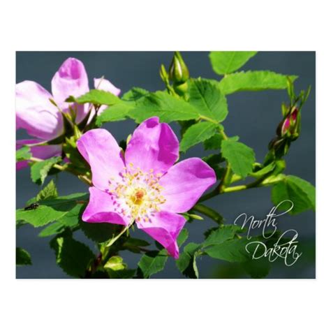 North Dakota State Flower: Wild Prairie Rose Postcard | Zazzle.com