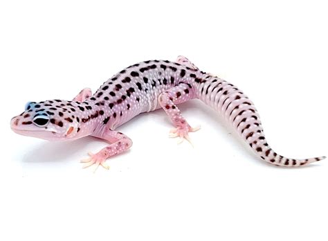 Mack Super Snow Leopard Gecko – Reptile Pets Direct