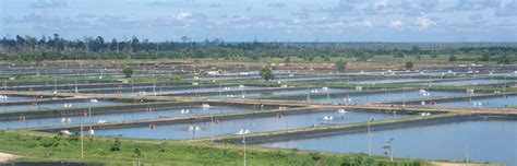 Paradigm shifts in shrimp farming - Responsible Seafood Advocate