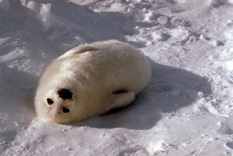 Baby Harp Seal Photograph by Dan Guravich - Fine Art America