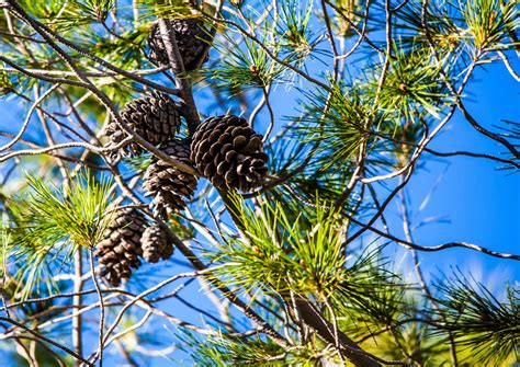 Walking Arizona: Pine Cones in the Desert