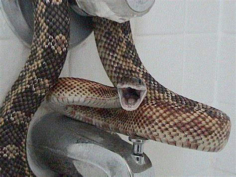 Texas rat snake - Wikipedia