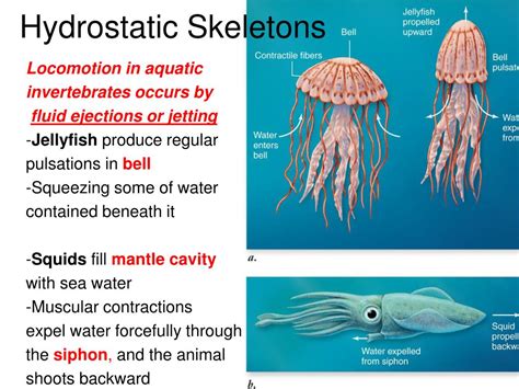 Hydrostatic Skeleton Examples