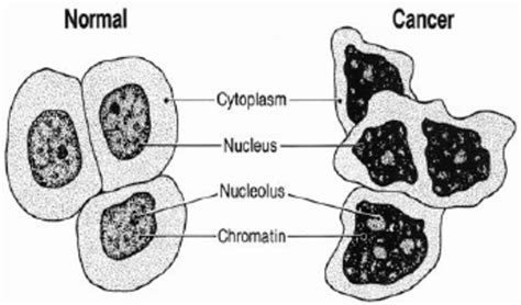 Normal And Cancer Cell Structure