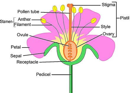 Plant Reproduction Diagram | Quizlet