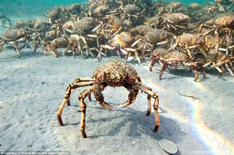 Giant crabs swarm over the ocean's floor in Port Phillip Bay | Daily Mail Online