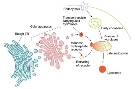 Lysosome - the cell’s recycling center - definition, structure, function, and biology