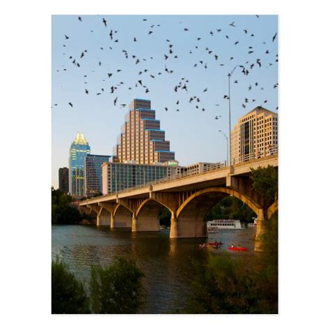 Austin, Texas Congress Bridge Bats Postcard | Zazzle.com