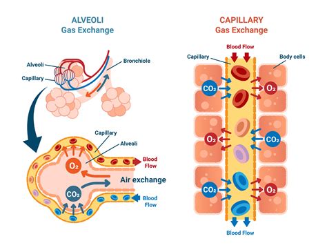 Oxygen saturation: normal values & measurement - cosinuss°