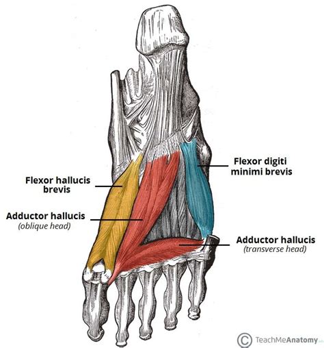 13 best nerwy kg images on Pinterest | Peripheral nerve, Hand therapy ...