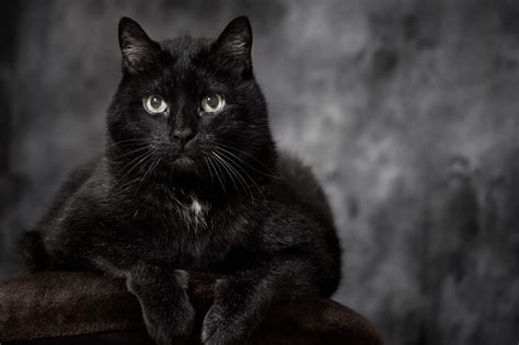 The Best Black Cat Breeds You’ll Wish to Adopt | YupLife