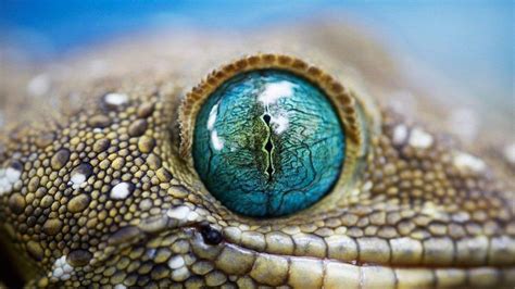 Reptile Eye Wallpapers - Wallpaper Cave