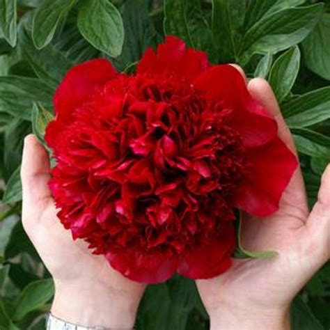 Peony Dark Deep Red Multi-petalled Flower Seeds big blooms | Etsy