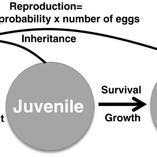 Life cycle of the red‐backed salamander used to build the IPM. Eggs ...