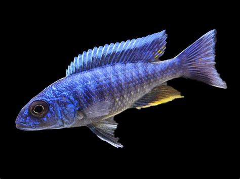 Iceberg Electric Blue Cichlid – AquaFood